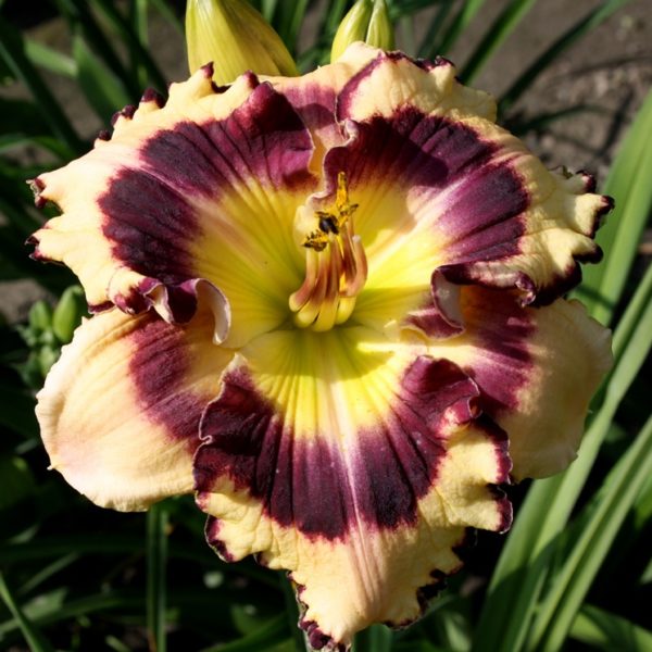 THOMAS TEW х Seedling THOMAS TEW х Seedling