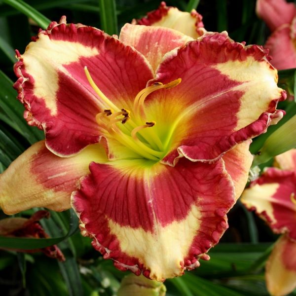 LEDGEWOODS FIRECRACKER х UNKNOWN LEDGEWOODS FIRECRACKER х UNKNOWN