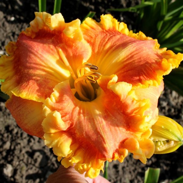 SWEET SUMMER SECRETS х Seedling SWEET SUMMER SECRETS х Seedling