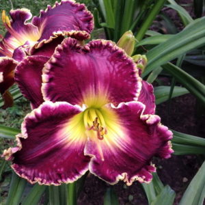 лилейник Пурпурный бархат