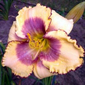ФИАЛКОВАЯ ПАНАКОТА лилейник ФИАЛКОВАЯ ПАНАКОТА