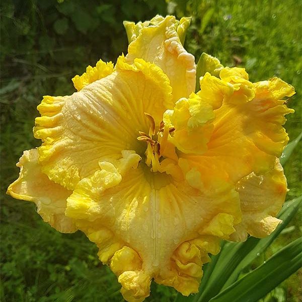 ЗОЛОТО ИНКОВ ЗОЛОТО ИНКОВ
