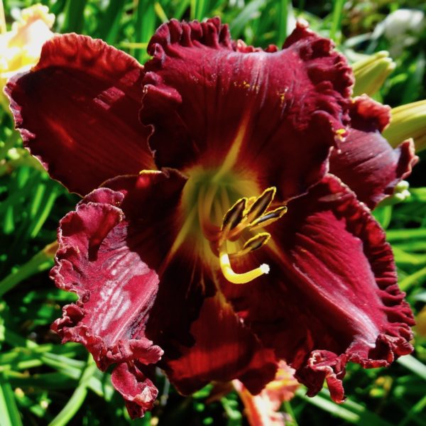 Fire Down Below х Spacecoast Gwen Denny Fire Down Below х Spacecoast Gwen Denny