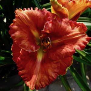 Ledgewood's Firecracker х Ruby Spider лилейник Ledgewood's Firecracker х Ruby Spider
