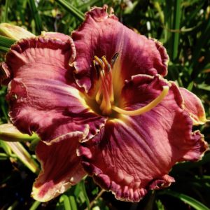 лилейник Nocturnal Butterfly х Ledgewood's Pansy Eye