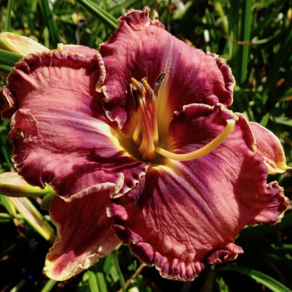 Nocturnal Butterfly х Ledgewood’s Pansy Eye Nocturnal Butterfly х Ledgewood’s Pansy Eye