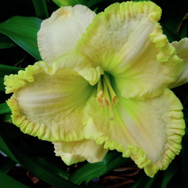 Spacecoast Starburst х Atomic Glow Spacecoast Starburst х Atomic Glow