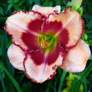 Клубника Со Сливками 2 Клубника Со Сливками 2