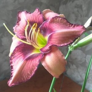 Прекрасная Марианна