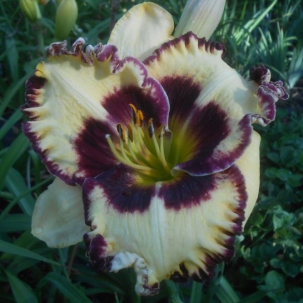 Светский лев Светский лев