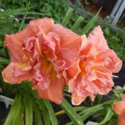 Розовый Мопсик Розовый Мопсик