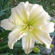 Малорослик Снежный Мальчик Малорослик Снежный Мальчик