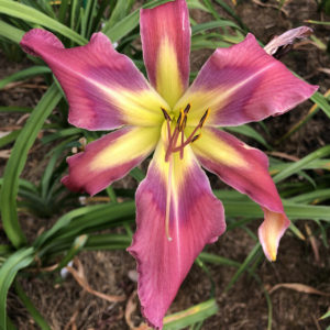 Обольститель