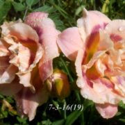 Парнасская роза