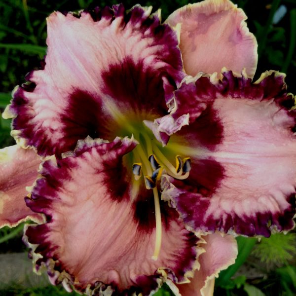 Лиловое Сияние Лиловое Сияние